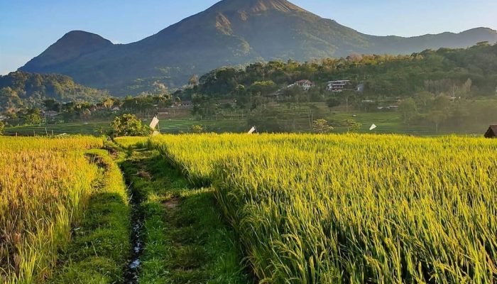 Dukung Ketahanan Pangan, Tulungagung Usul Perluasan Area Tanam Padi 167 Hektare