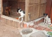 Warga Karangturi Trenggalek Manfaatkan Anjing Pemburu Atasi Hama Babi Hutan