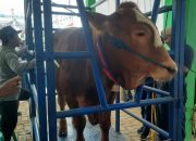 Promosi Sektor Peternakan, Disnakan Bojonegoro Gelar Lomba Hewan Ternak