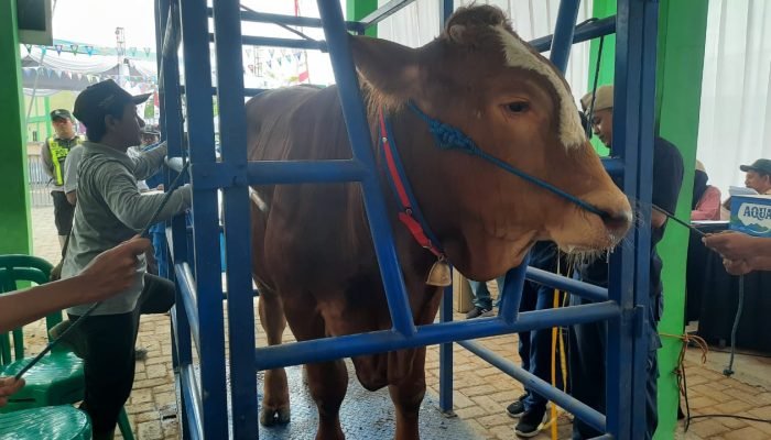 Promosi Sektor Peternakan, Disnakan Bojonegoro Gelar Lomba Hewan Ternak
