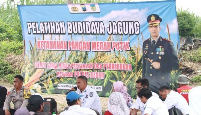 Bersama Dinas Pertanian dan Perkebunan, Polres Kediri Gelar Pelatihan Budidaya Jagung di Puncu