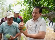 Puncak Panen Mangga, Petani di Kabupaten Pasuruan Gelar Bursa Mangga Putar