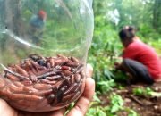 Fenomena Enthung Jati Menjadi Berkah Bagi Warga Bojonegoro