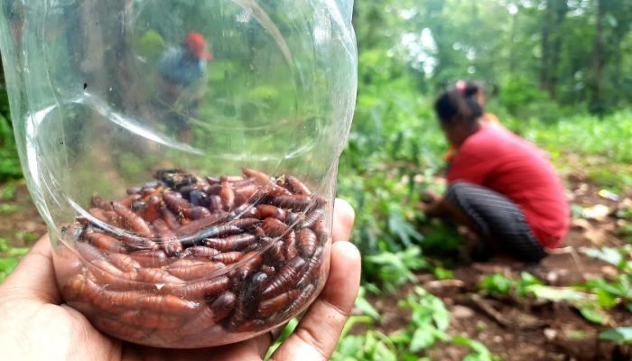 Fenomena Enthung Jati Menjadi Berkah Bagi Warga Bojonegoro