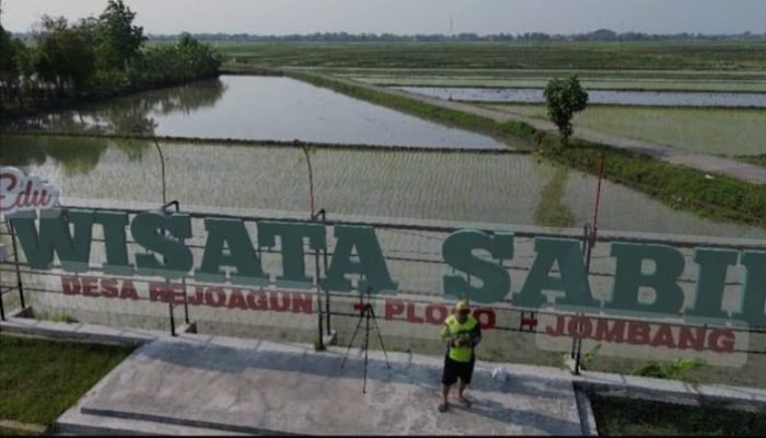 Edu Wisata Sabin Rejoagung Jombang, Tempat Nongkrong Asyik dengan View Hamparan Sawah