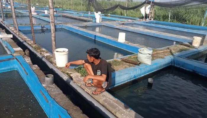 Petani di Jombang Manfaatkan Air Limbah Kolam Lele sebagai Pupuk Alami Tanaman Padi