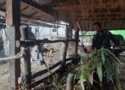 349 Hewan Ternak di Kabupaten Blitar Terserang Penyakit Mulut dan Kuku