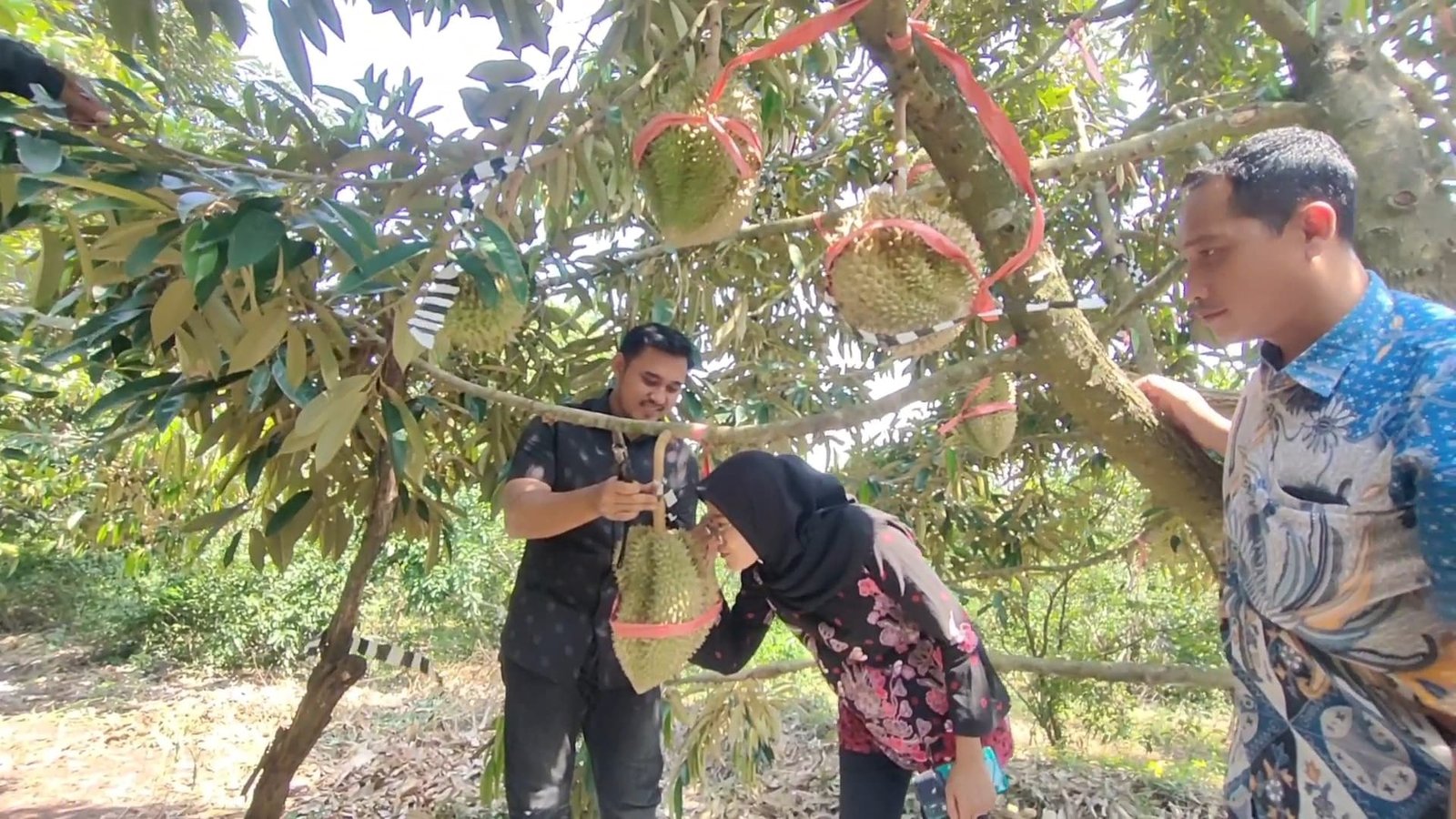 Awalnya Diremehkan, Sukses Budidaya Durian Montong di Gresik