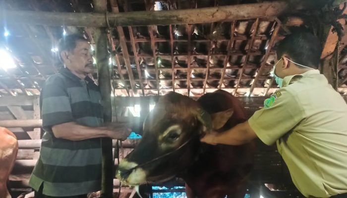 Cegah Virus PMK, Dinas Peternakan Kabupaten Pasuruan Bagikan Vitamin kepada Peternak