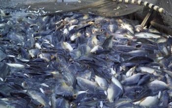 Tingkatkan Konsumsi Ikan, Buka Rintisan Budidaya Gurame dan Nila di Bojonegoro