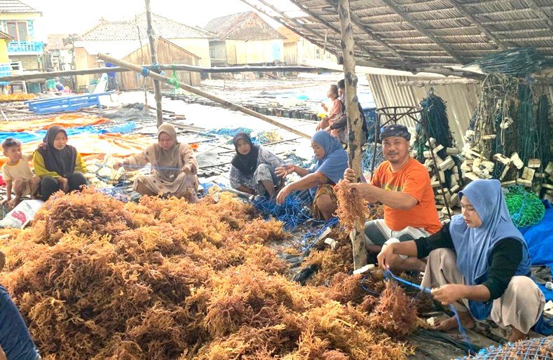 Rumput Laut, Harapan Baru dari Tanjung Kiaok