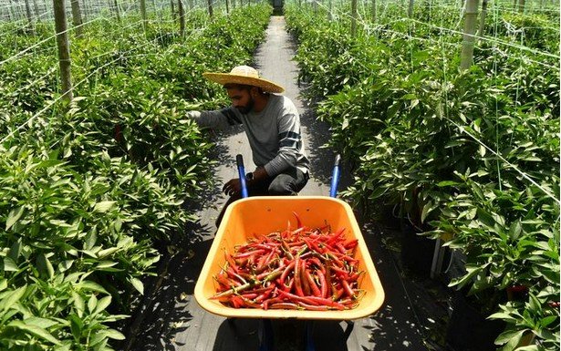 Dulu Insinyur, Kini Petani Cabai: Kisah Srinath Raup Rp193 Juta Sekali Panen