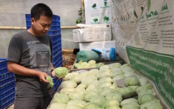 Petani Muda Jateng Kian Percaya Diri: Dari Sawah ke Supermarket, dari Ladang ke Medsos