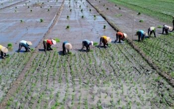 Hari Tani dan Momentum Reforma Agraria, Hilirisasi, dan Lumbung Pangan
