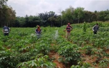Jeritan di Ladang Singkong: Ketika Petani Lokal Tercekik Impor Tapioka