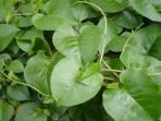 Daun binahong