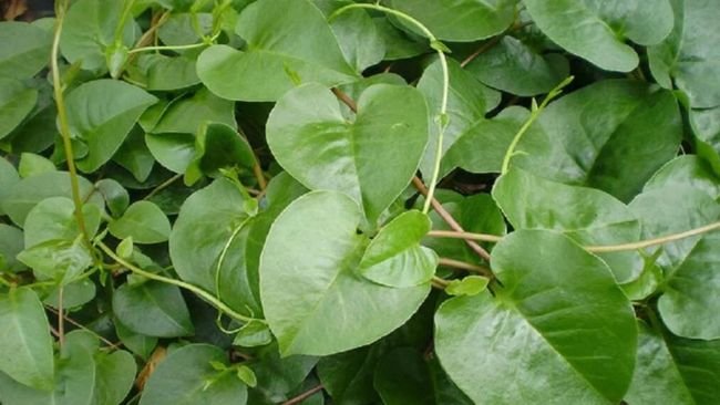 Daun binahong