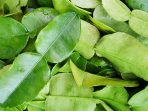 Manfaat daun jeruk