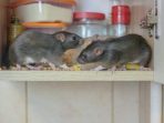Tikus did dalam lemari dapur