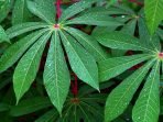 daun singkong