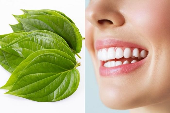 daun sirih memutihkan gigi
