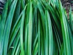 daun suji