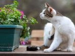 tanaman hias yang dibenci kucing