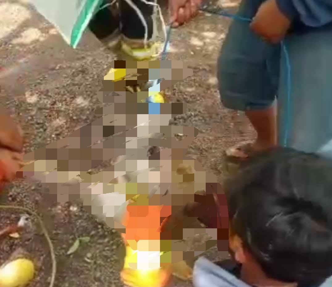 Monyet banyuwangi Monyet banyuwangi