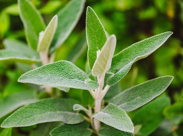 daun herbal ditanam dirumah
