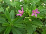 gingseng jawa