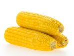 jagung keriput jadi bagus lagi