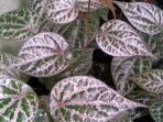 manfaat daun sirih merah