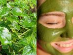 masker daun sirih cina
