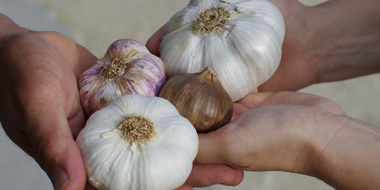 perbedaan bawang putih biasa dan tunggal