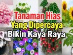 tanaman hias