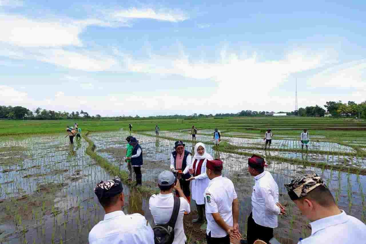 Tani banyuwangi