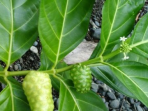 daun mengkudu