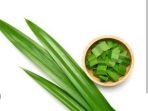 daun pandan
