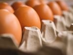 telur