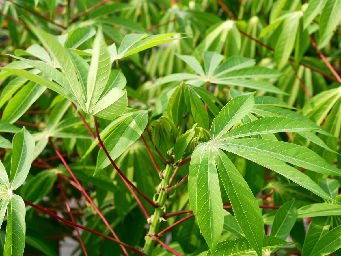 waspada daun singkong