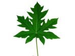 Daun jarak