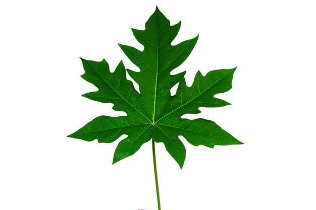 Daun jarak
