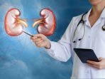 Doctor shows buds stock photo. Image of human kidneys 88130392