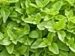 How to Grow Oregano