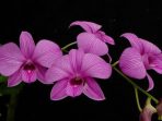 Bunga anggrek IMG 20240409 WA0023 1
