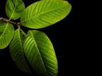 daun jambu biji