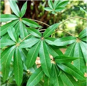 daun kapok randu