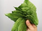 daun sambung nyawa