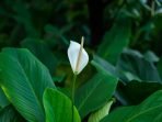 peace lily