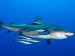 remora